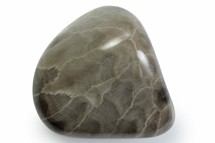 Polished Petoskey Stone (Fossil Coral) - Michigan #383078